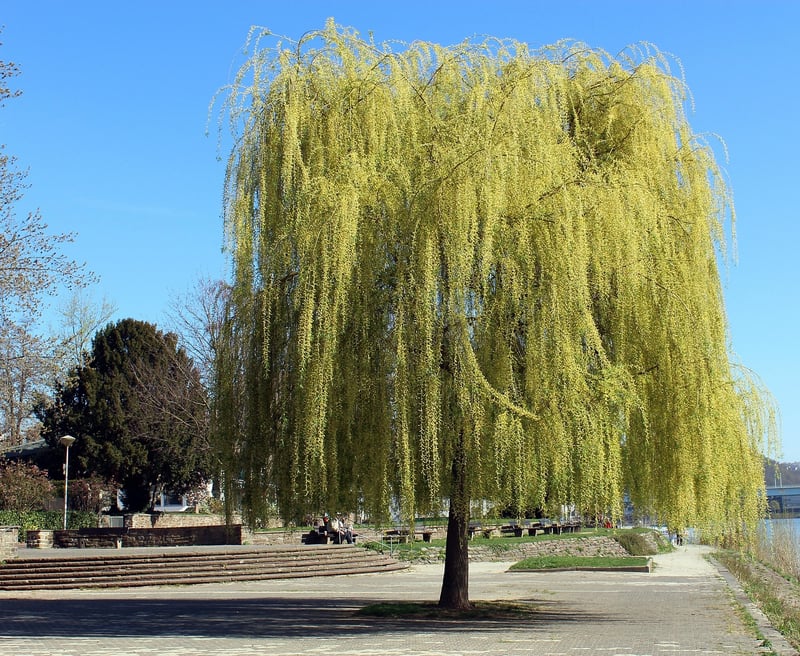 Whispering Willow Gardens